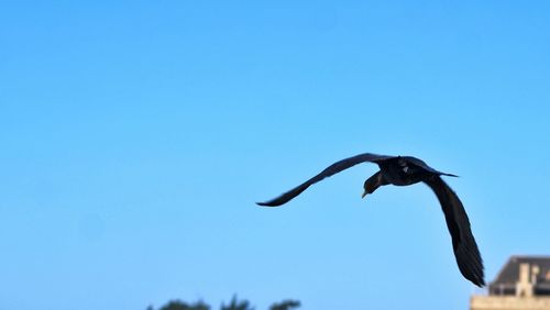 Low angle view of kite flying against blue sky