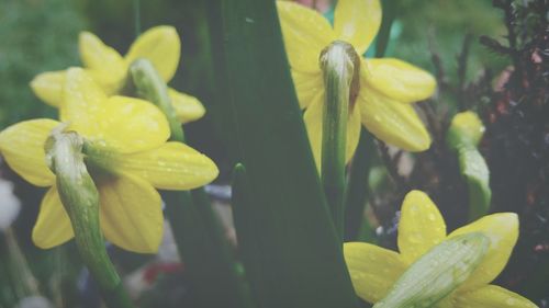 Close-up of yellow flower