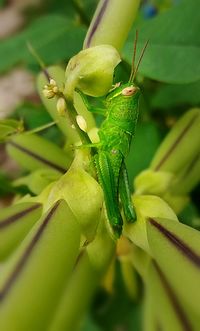 Close-up of insect on leaf