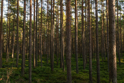 Pine trees in forest