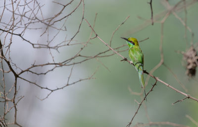 animal wildlife