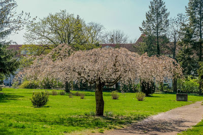 Scenic view of grassy field against sky