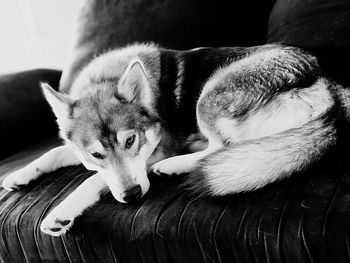 Close-up portrait of dog resting on sofa