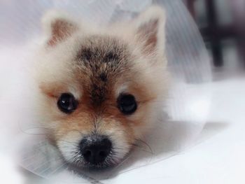 Close-up portrait of dog