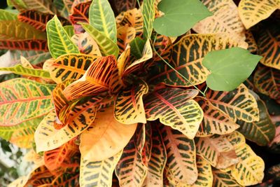 High angle view of leaves on plant at field