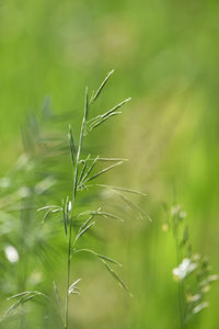 Close-up of stalks in field