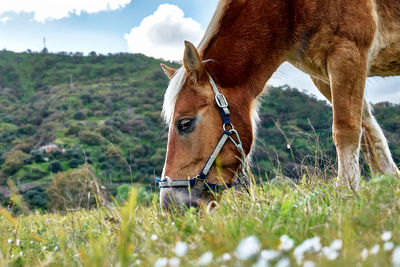 Closeup side view of beautiful brown horse eating grass and hay in meadow. brown horse grazing grass