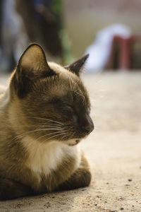 Close-up of a cat looking away