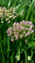 Close-up of flowers blooming outdoors