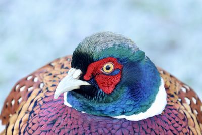 Male pheasant shows off vibrant multi-coloured feathers