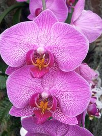 Close-up of pink orchid blooming outdoors