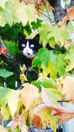 Portrait of cat on leaves during autumn