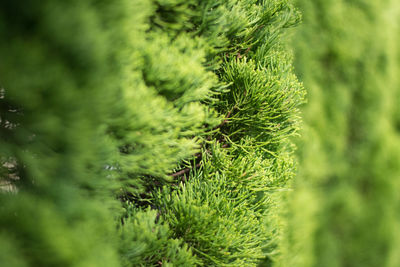 Close-up of plant growing on field