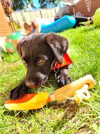 Portrait of puppy on field