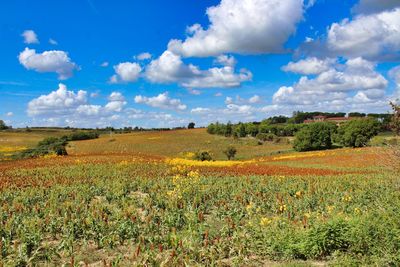 Scenic view of field against sky