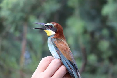 Close-up of a hand holding bird