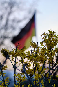 Low angle view of flowering plant against trees