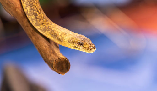 Close-up of lizard on tree branch