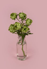 Close-up of vase against pink background