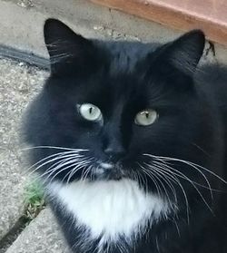 Close-up portrait of cat