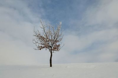 Bare tree on landscape against the sky