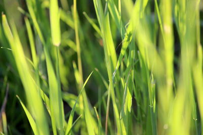 Full frame shot of crops growing on field