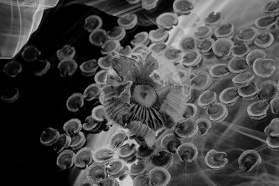 Close-up of jellyfish swimming in sea