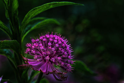 Close-up of purple flowering plant