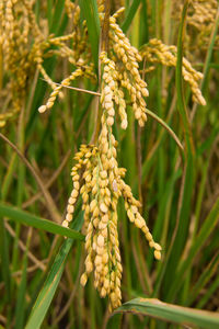 Close-up of crops growing on field