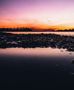 Silhouette birds flying over lake against sky during sunset