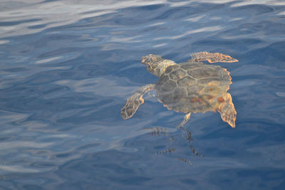 High angle view of turtle swimming in sea