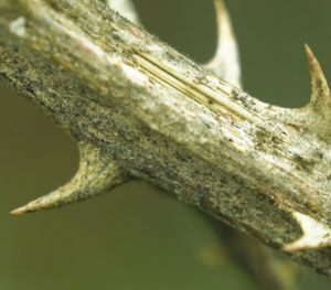 Close-up of wood against blurred background