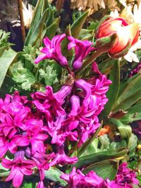 Close-up of pink flowers