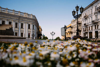 Odessa. blooming flowers in the city in spring. scenery. high quality photo