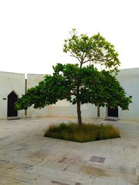Trees against clear sky