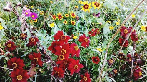 High angle view of red flowering plants on field