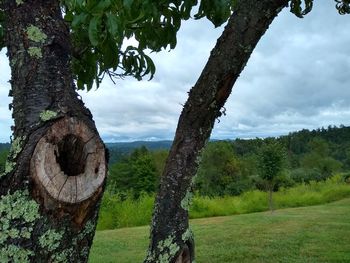 Trees on field against sky