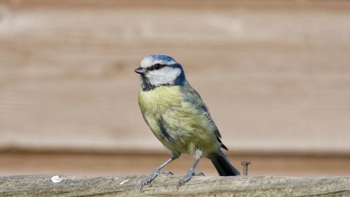 Close-up of bird perching on wood