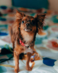 Coco being cute on the bed