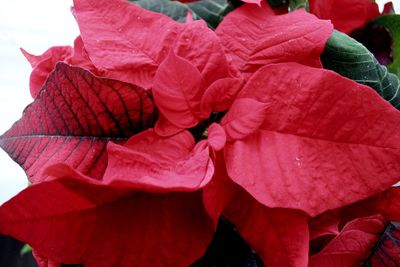 Close-up of red rose