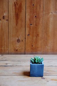 Close-up of plant on wood