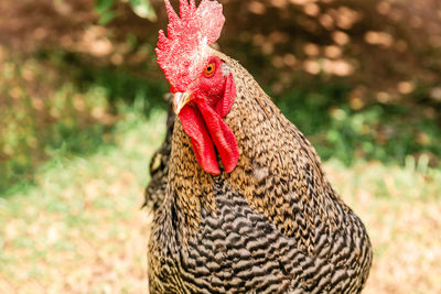 Close-up of rooster