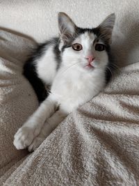 pet