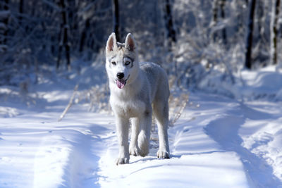 Dog running on snow covered field