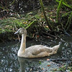 Duck in lake