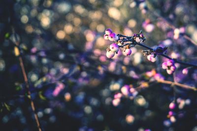 Close-up of purple flowers on branch