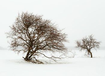 Bare tree on snow covered landscape against clear sky