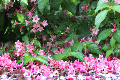 Close-up of pink flowering plants in park