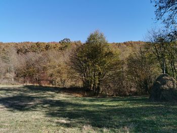 Trees on field against clear blue sky