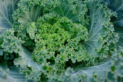 Close-up of vegetables